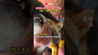 The owner of the dentist manually pulled the dog's deciduous teeth: it's accurate and will not hurt