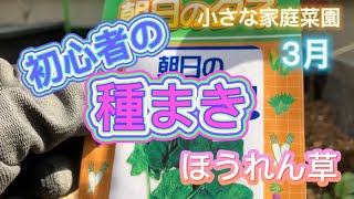 ホウレンソウ　種まき編【小さな家庭菜園】