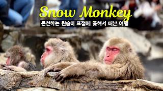 🇯🇵 지옥 골짜기 속 신선 놀음 🐵♨️ 일본 나가노 여행, 지고쿠다니 야생 원숭이