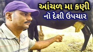 ગાયને આંચળ બંધ થયો હોય તો શું કરવું || ભેંસને આંચળ બંધ થયો હોય તો શું કરવું || ગળીયૉ