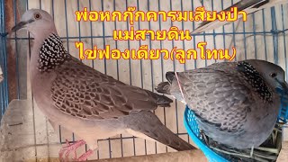 นกเขาใหญ่พ่อหกกุ๊กผสมแม่นกสายดิน(ชุดแรกไข่ฟองเดียว ได้ลูกโทน)