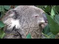 2024 0816 one of the koala at taronga zoo having it s meal ..