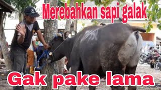 MEREBAHKAN SAPI GALAK GAK PAKAI LAMA