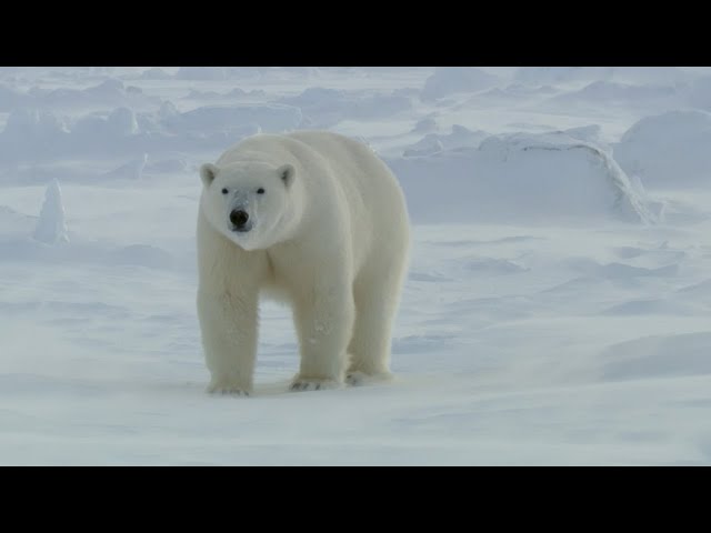 Bbc Earth Polar Bears Masters Of T English Esl Video Lessons