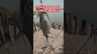 มากันเป็นคู่เลยครับตะเพียนบ่อทัดดาว #fishing #ตกปลาหน้าดิน #ตกปลาบ่อเหมา