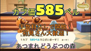 カブ価585ベル、ウリ90ベルを無償開放！ 往復OK！初見さん大歓迎！ 【あつまれどうぶつの森】【ライブ配信】