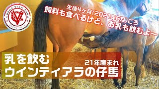 【21年産馬】～ウインティアラ親子～厩舎で過ごす親子たち