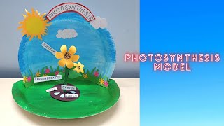 Photosynthesis Model/ Science Model