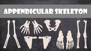 Bones of the Appendicular Skeleton | Anatomy