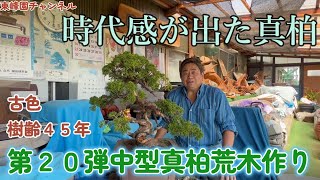 【盆栽】第２０弾　時代感が出た中型真柏荒木作り【樹齢４５年】