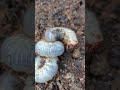 giant larvae of rhino beetle