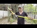 thorny bamboo clump management angle grinder chainsaw bambusa blumeana kawayan tinik part 1