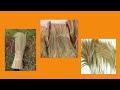 supplier material grass brooms whatsapp 628 2129 628 911 grass broom pictures grass broom plant