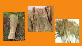 SUPPLIER  MATERIAL GRASS BROOMS WHATSAPP +628-2129-628-911 grass broom pictures, grass broom plant