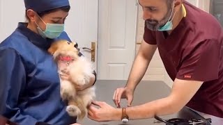 When the vet becomes a sworn enemy of your dog...- Funniest Dog Reaction