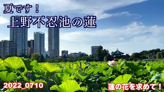 蓮の花を観に、上野不忍池に行きました。まだ、早かったです。