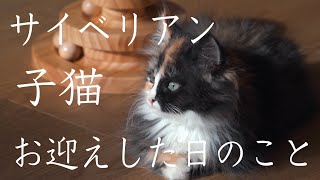 サイベリアンの子猫お迎えした日の話〜男一人暮らし〜#サイベリアン#長毛猫 #長毛大型猫  #siberiancat【4K高画質】