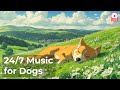 🔴 [LIVE] Calm Music for Dogs to Relax 24/7