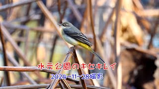 水元公園のキセキレイ2024 11 28撮影