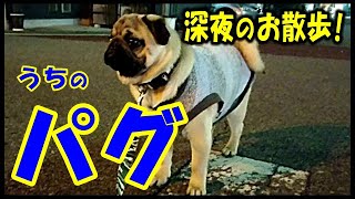 《超ブサかわパグ動画》 うちのパグ　ビスケットをあげると、突然、猛ダッシュで走り出す！『おまめ日記』