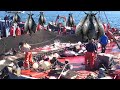 A Way For Fishermen To Catch Tuna Using Big Nets At Sea Caught Hundred Tons Tuna Fish On the Boat #3