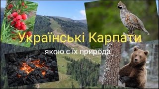 🌿Тема 58.1. КАРПАТСЬКІ ГОРИ - природа, рослинний і тваринний світ, Природознавство, 4 клас