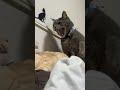 护主的猫！ 萌宠 猫 猫咪