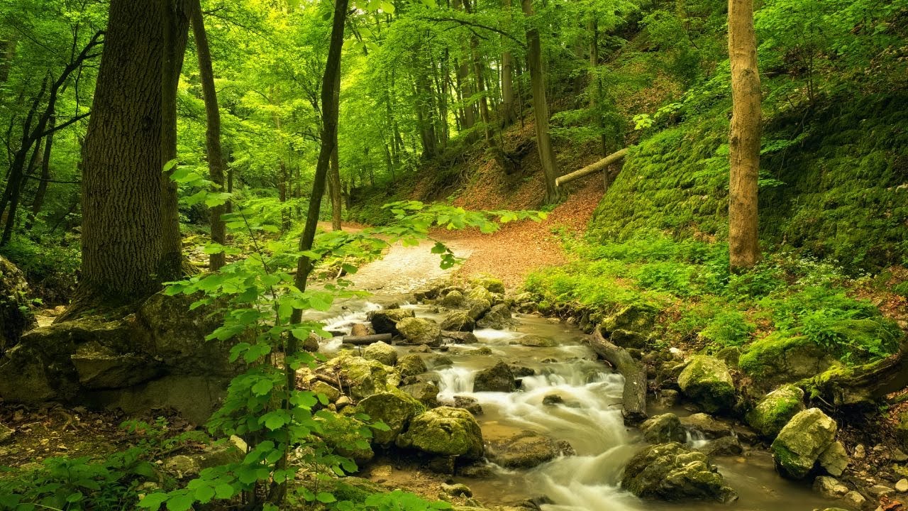 Green Stream Flowing In Forest. Nature Sounds, Forest River Sound ...