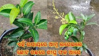 ଆମ୍ବ ଗଛ କେମିତି ଲଗେଇଲେ ଶୀଘ୍ର ଫଳ ଧରିଥାଏ। How to grow mango plant for queek fruiting .#mango #ambo