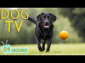 DOG TV: Best Dog Video Entertainment - The Ultimate Solution for Dogs With Anxiety When Home Alone