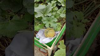 How To Grow Muskmelon at Home Garden #shorts #terracegardening #gardening #muskmelon