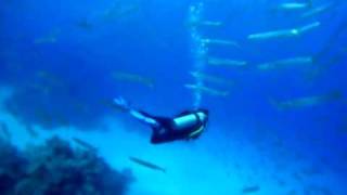 Barracudas at the Islands in Dahab