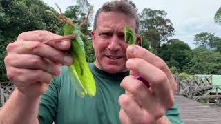 Dan Battling a Giant Katydid