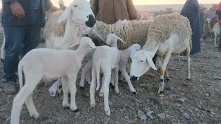 🐑🔥🇲🇦خيرات موجودة في سوق الأسبوعي جمعة كيسر نقدم لكم أتمنة نعجة 🐑تاريخ تصوير 16/8/2024