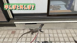 ダブル日光浴ができるようになりました！【オオトカゲ】