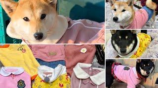 ゆずりんごに可愛い犬服着せたらさらに可愛いくてたまらん😍❤️