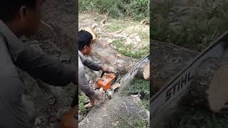 👆 Tamarind Tree Cutting With Chainsaw STIHL MS 070 #862