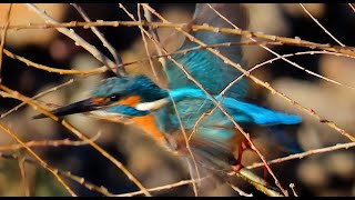 カワセミ狛江地区お父さん 2025 02 24 #カワセミ #野鳥 #birds #wildlife #nature #自然観察ぶらり散歩