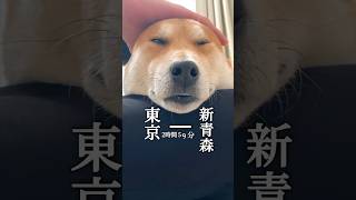 リニアモーター犬なら静岡通れるかな#犬#柴犬#鉄道