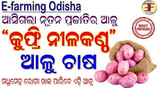 New variety of Potato(Kuphri Nilakantha) || ନୂଆ ପ୍ରଜାତିର ଆଳୁ (କୁଫ୍ରି ନୀଳକଣ୍ଠ).