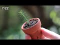 seeding of ceder ～ 3 months growth record【bonsai diary 7 30】how to make simple bonsai for beginners