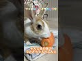 何コレッ 細長いオレンジの物体がっ！もしかしてこれは・・・ shorts ファミリーライフのどうが what s this my pet rabbit