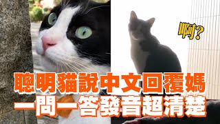 賓士貓會說中文回覆媽😼一問一答發音超清楚｜寵物動物｜貓咪｜精選影片