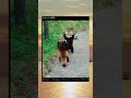 されたい ネタ tiktok twitter shorts レッサーパンダ 動物 おもしろ 面白い 可愛い かわいい