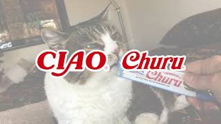 The catchiest cat song on YouTube. INABA CIAO Churu.