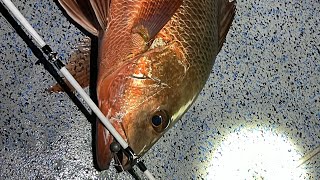 Big Baits and Bigger Fish! (HUGE Mangrove Jack!) | Live Baiting the Noosa River