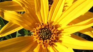 Jerusalem Artichoke