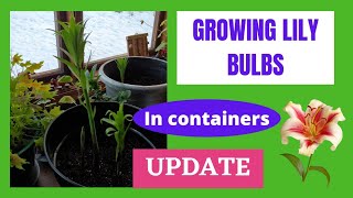 UPDATE of Lily Bulbs growing in pots // lilies growth time lapse 🌺🍀