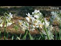 菜の花咲く吾妻山公園