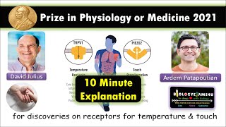 Nobel Prize Physiology or Medicine 2021 Explained | Discovery of Receptors for Temperature and Touch